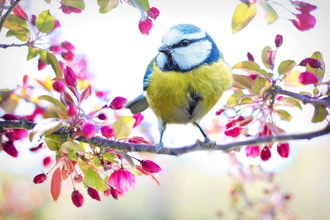 spring bird, bird, tit